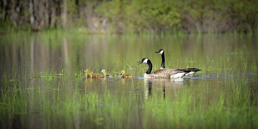 Goose family #2 Photograph by David Heilman