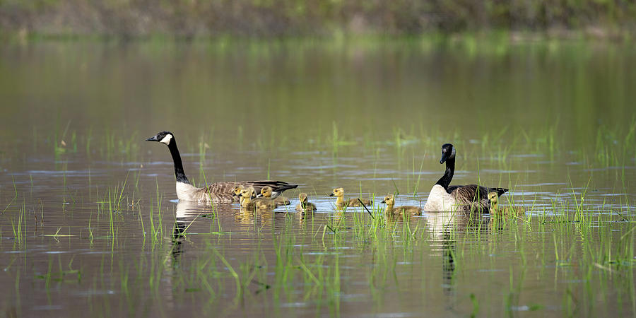 Goose Family #7 Photograph by David Heilman