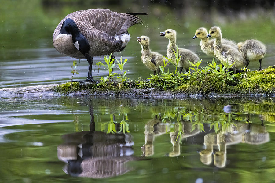 Bird Photograph - Goose Family Reflection by Mircea Costina