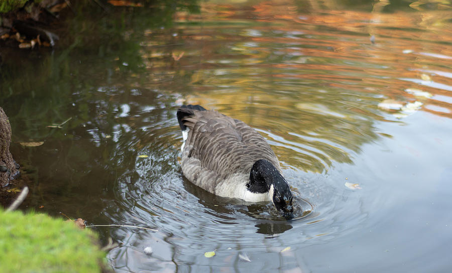 Goose head in water Photograph by Scott Lyons