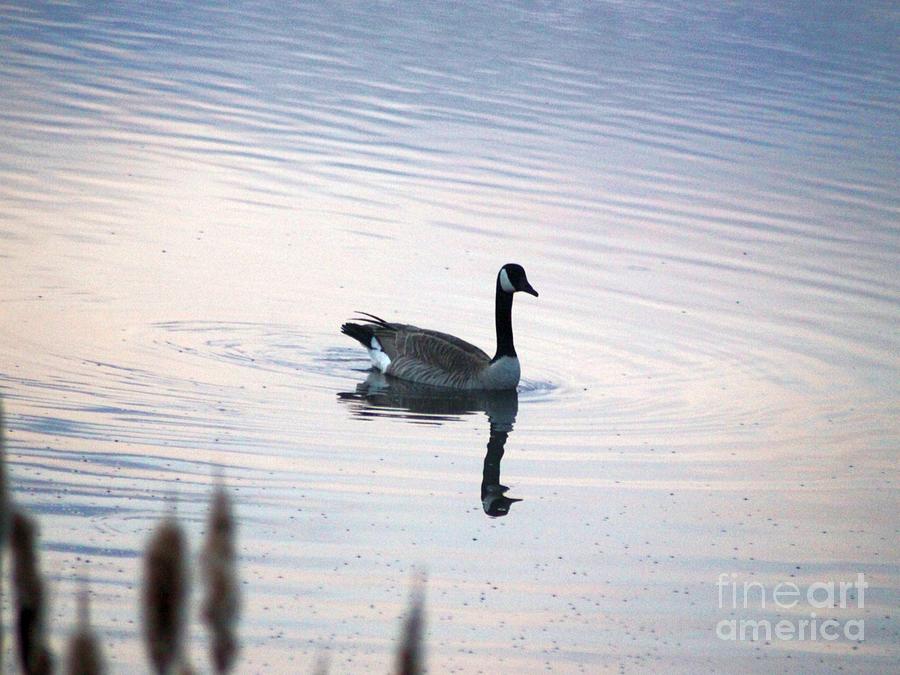 Goose Photograph - Goose In A Oregon Pond 113 by Mrsroadrunner Photography