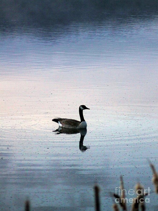 Goose Photograph - Goose In A Oregon Pond 188 by Mrsroadrunner Photography