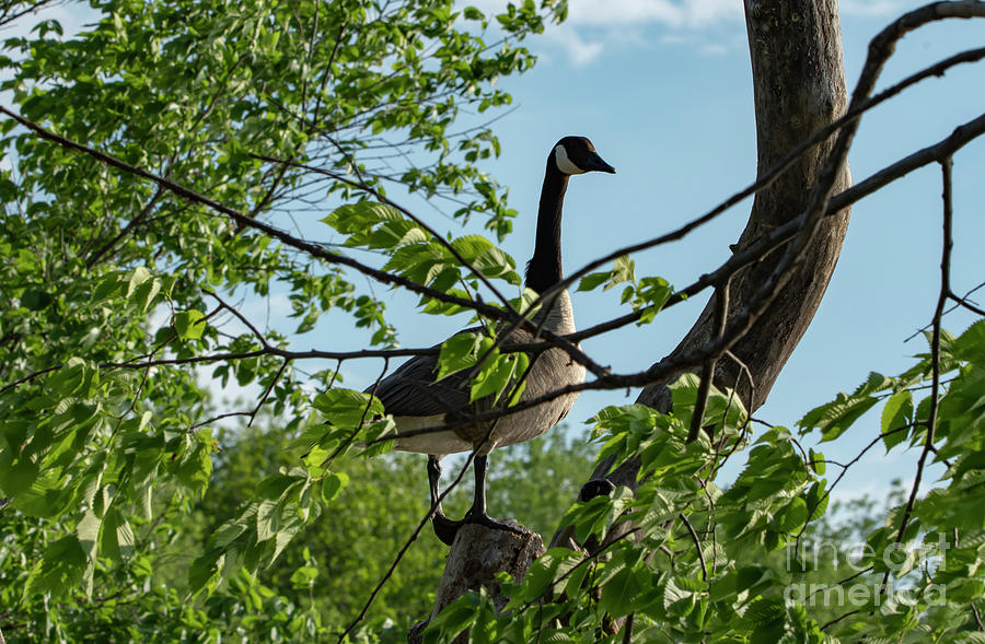 Goose in a Tree Photograph by Sandra Js