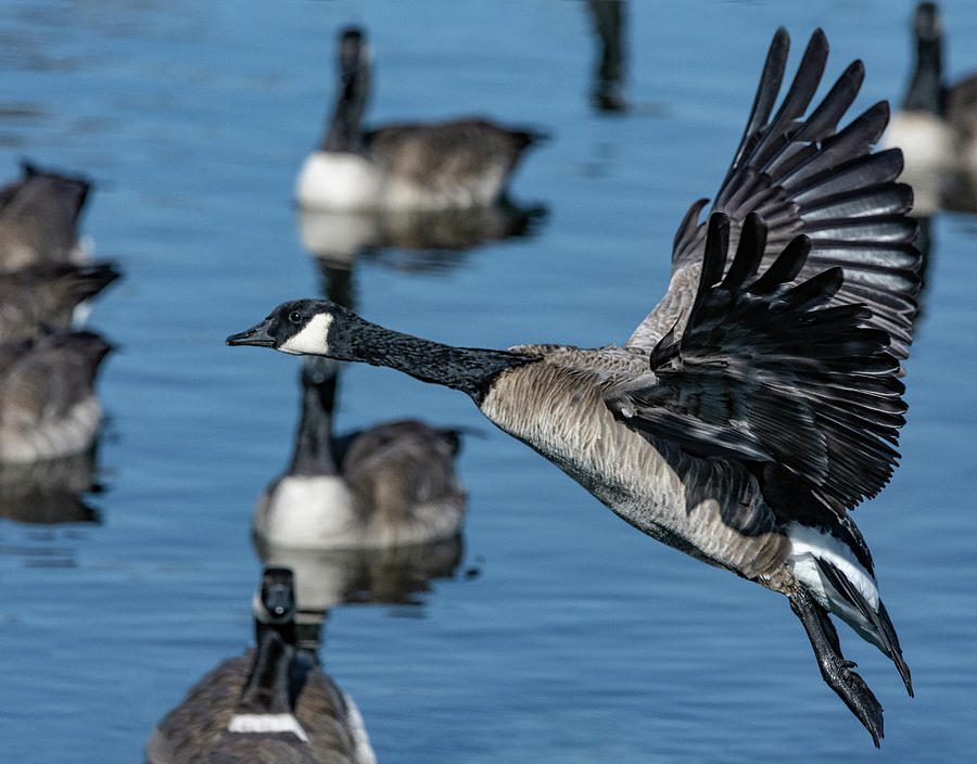 Goose in Flight Photograph by Rick Mosher
