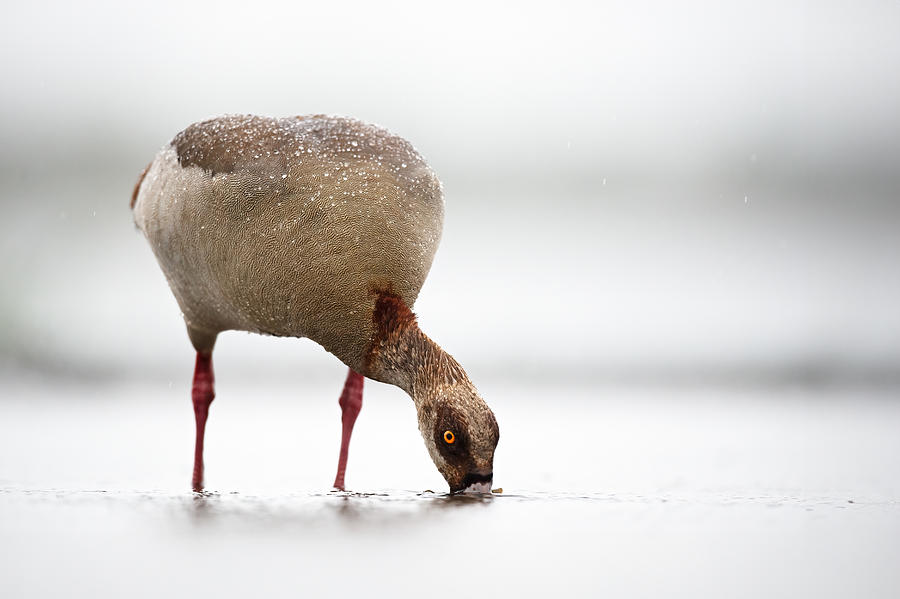 Wildlife Photograph - Goose by Marco Pozzi