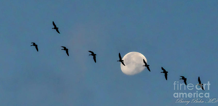 Nature Photograph - Goose moon by Barry Bohn