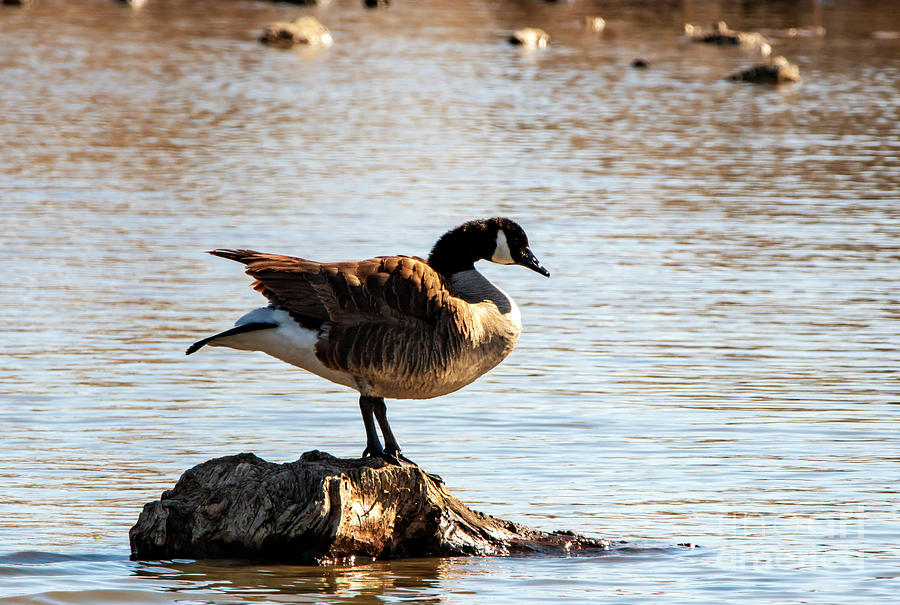 Goose on a Rock Photograph by Sandra Js
