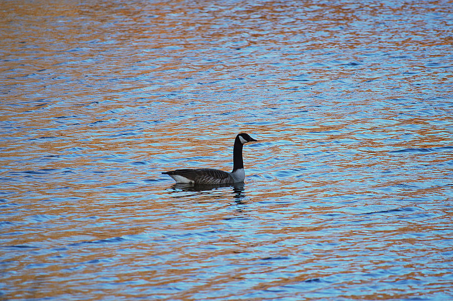 Goose On Golden Waters Photograph