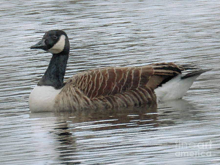 Goose On Loose Photograph by Kim Tran - Fine Art America