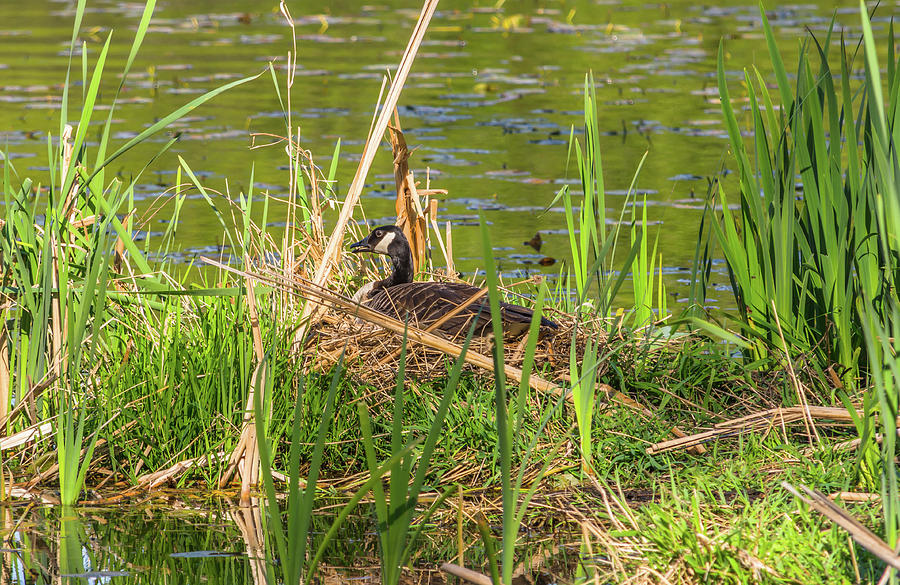 Goose On Nest Photograph