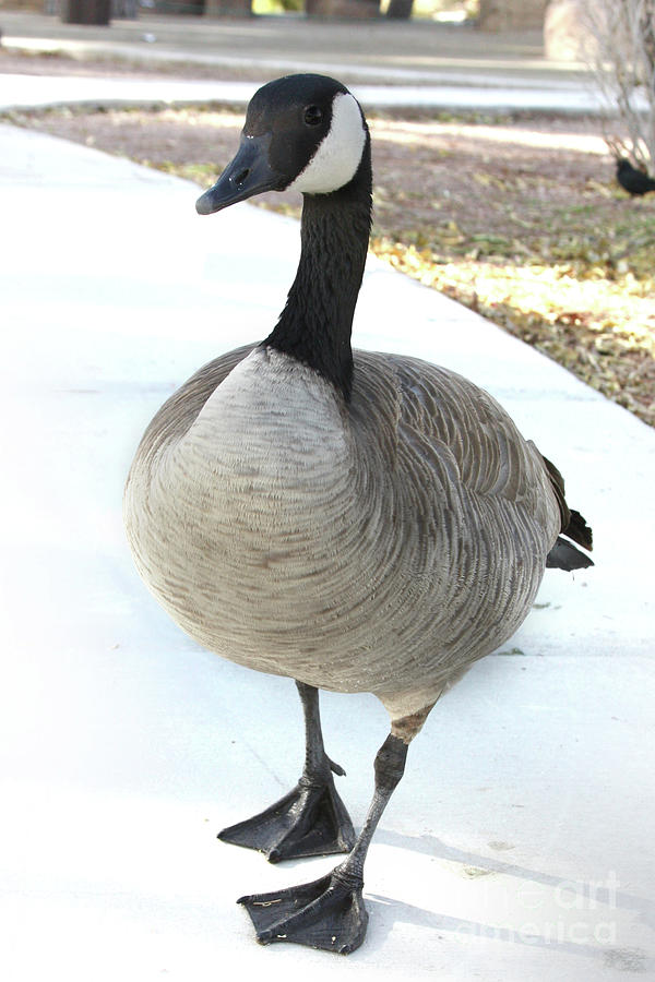 Goose on the Path Photograph by Gravityx9 Designs
