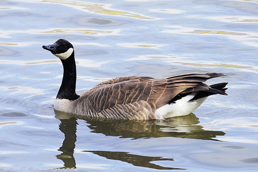 Goose on the Water Photograph by Cale Alvey - Fine Art America