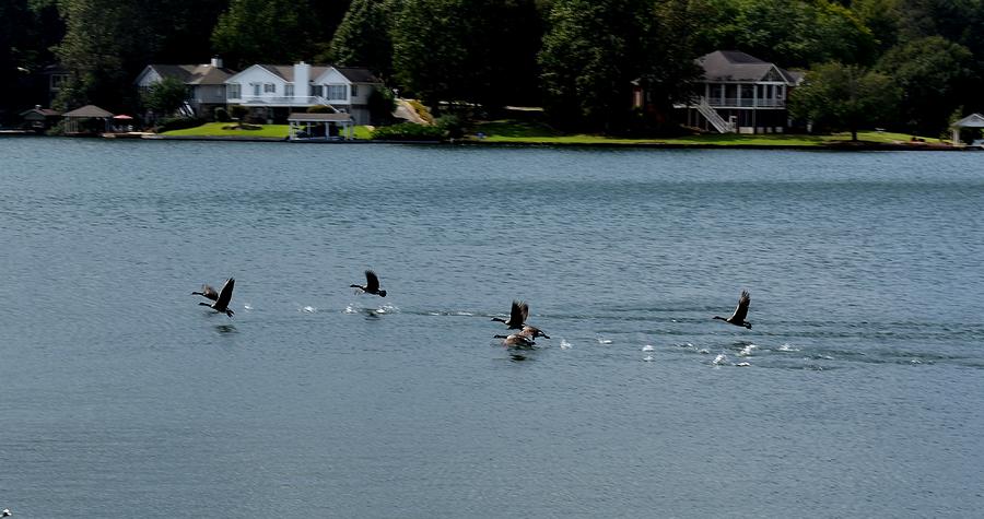 Goose Race Photograph by Eileen Brymer