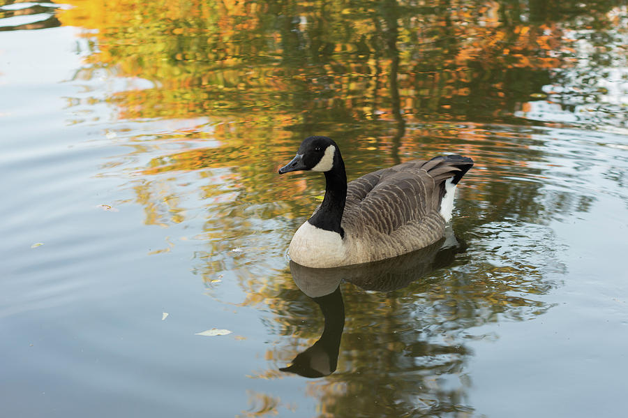 Goose reflecting in water Photograph by Scott Lyons