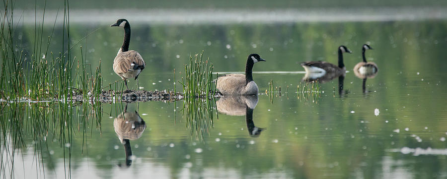Goose Reflection 4 Photograph by David Heilman