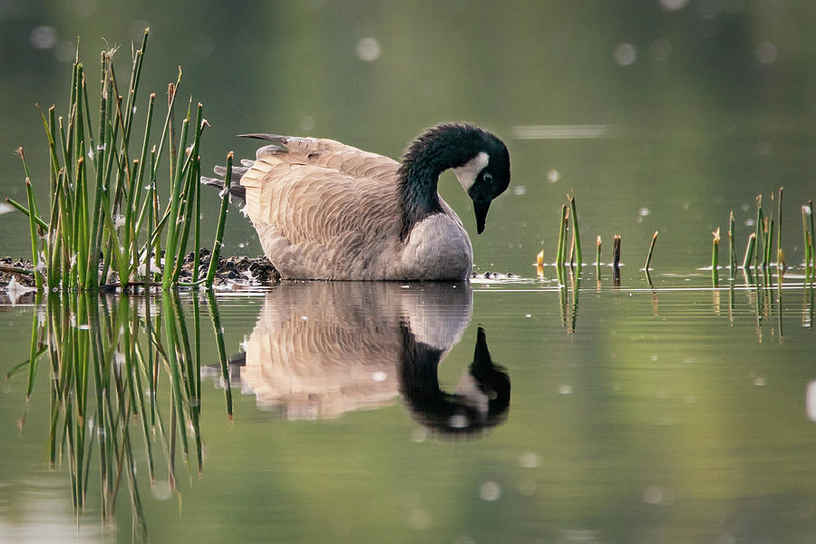 Goose Reflection 5 Photograph by David Heilman