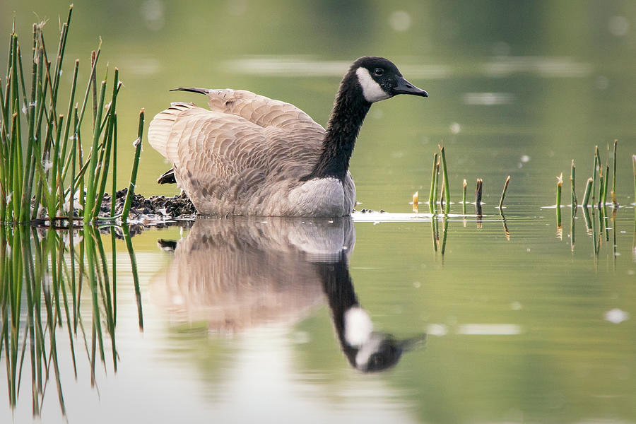 Goose Reflection 6 Photograph by David Heilman