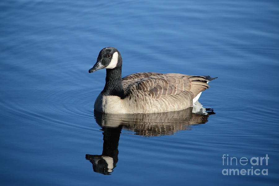 Goose Reflection Photograph by Dani McEvoy