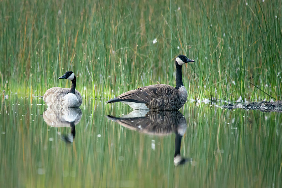 Goose reflections Photograph by David Heilman