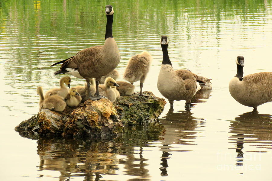 Goose rock by Frank Townsley Goose rock by Frank Townsley
