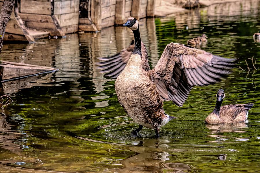 Goose Spreading Wings Photograph by Don Northup
