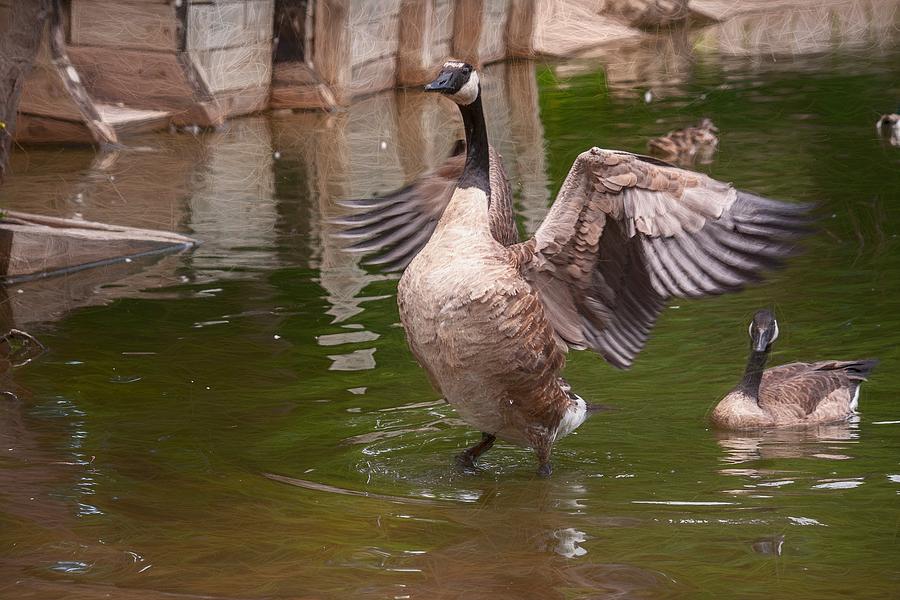 Goose Spreading Wings Impressionist Photograph by Don Northup
