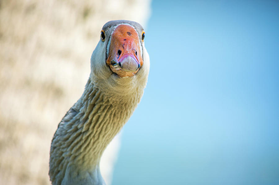Goose Stare Down Photograph by Joe Leone