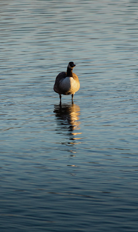 Goose stood in water Photograph by Scott Lyons