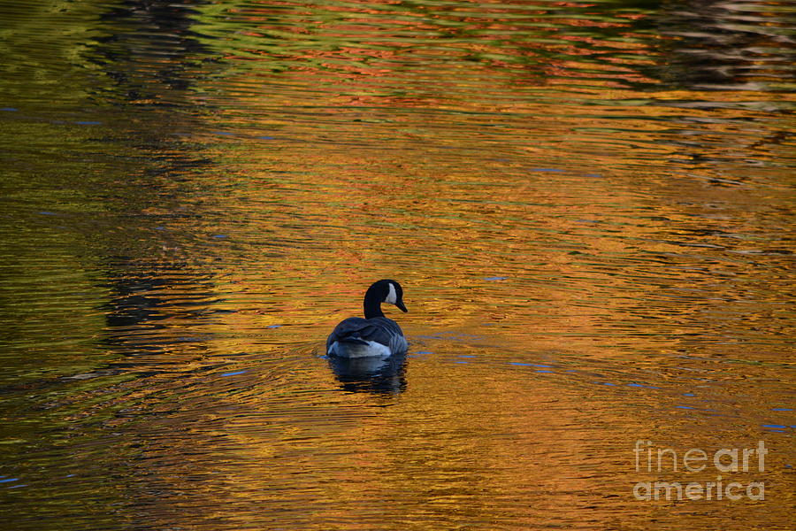 Goose Swimming In Autumn Colors Photograph by Dani McEvoy