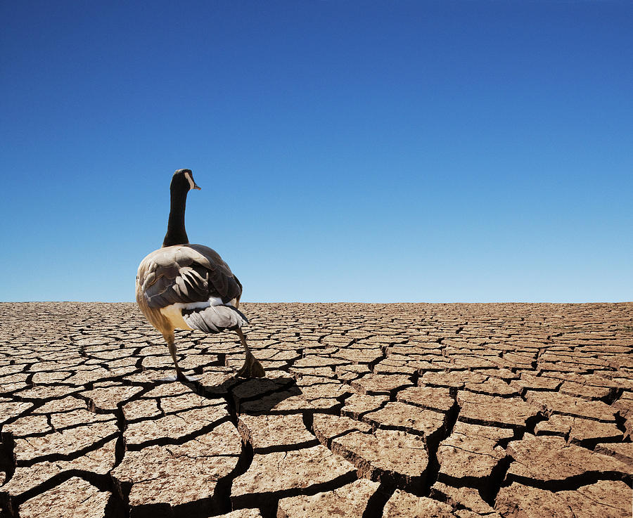 Goose Walking On Dry Lake Bed Photograph by John Lund