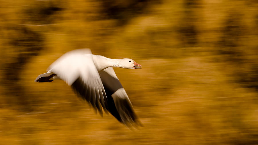 Goose Photograph - Goose With Cottonwoods by Alfred Forns