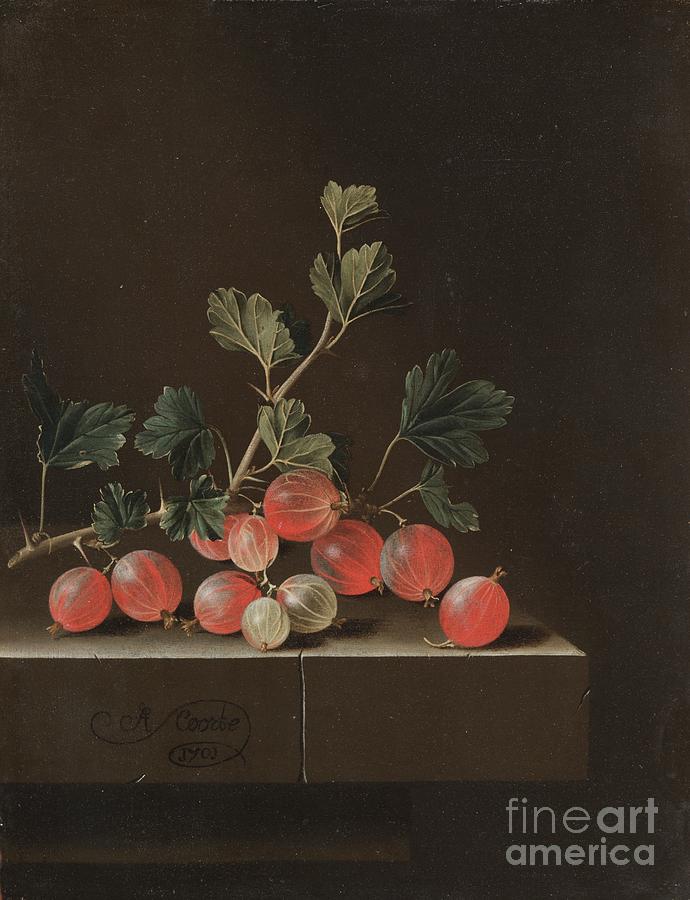 Gooseberries On A Table Drawing by Heritage Images