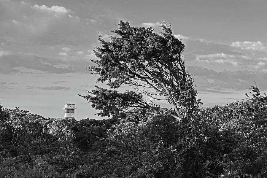 Gooseberry Island Tree Westport MA Tower Black and White Photograph by Toby McGuire