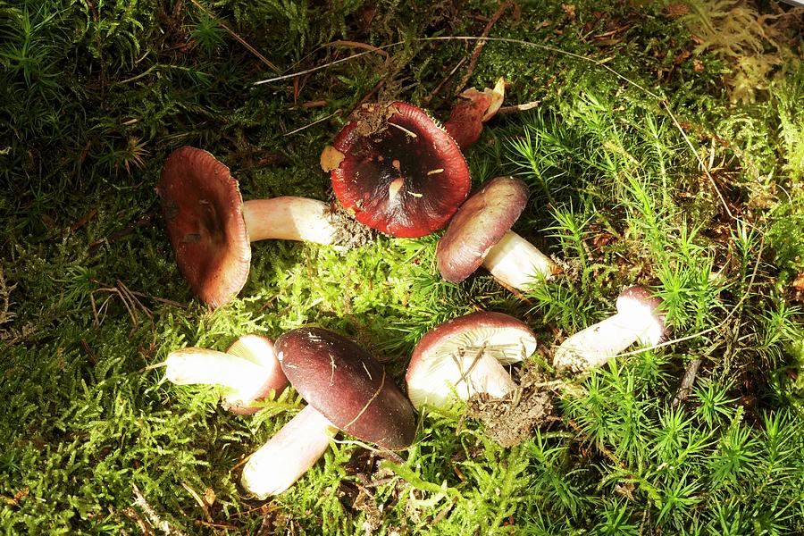 Fall Photograph - Gooseberry Russula Mushrooms by Feiler Fotodesign