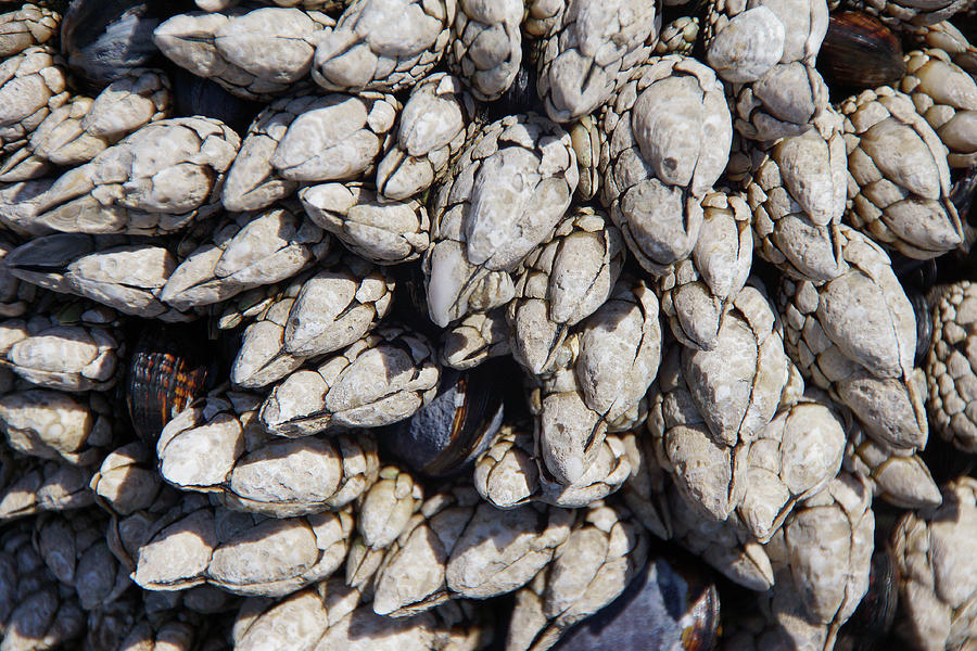 Gooseneck barnacles Photograph by Steve Estvanik