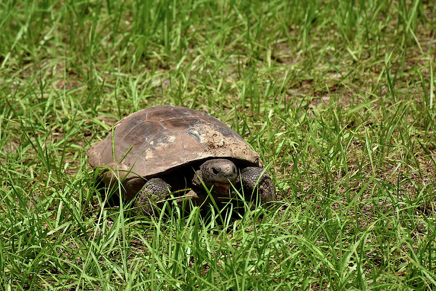 Gopher Tortoise eating   Photograph by Christopher Mercer