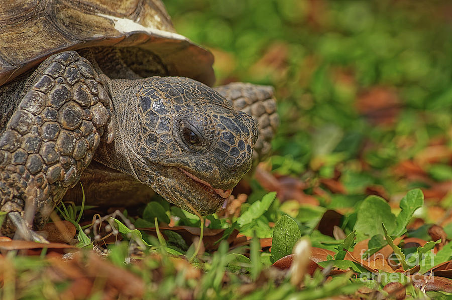 Gopher Tortoise Feeding - 7460 by Marvin Reinhart Gopher Tortoise Feeding - 7460 by Marvin Reinhart