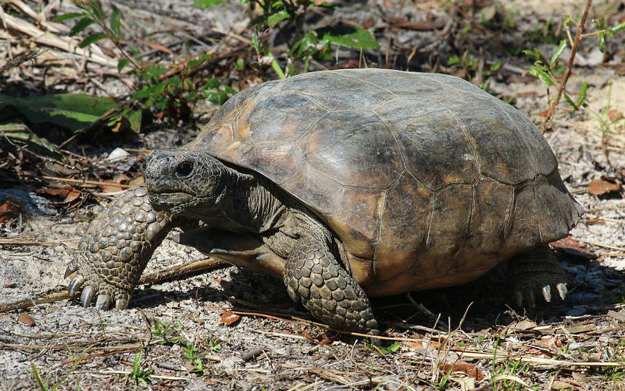 Gopher Tortoise Digital Art by Gerry Coffey