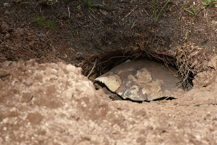 Gopher Tortoise going in its burrow Photograph by Chris Mercer