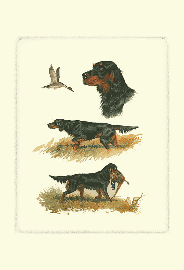 Dog Painting - Gordon Setter by Rial