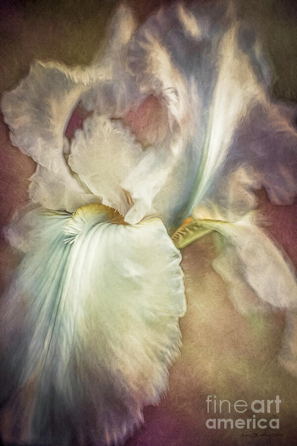 Iris Digital Art - Gordons White Iris by Jean OKeeffe Macro Abundance Art