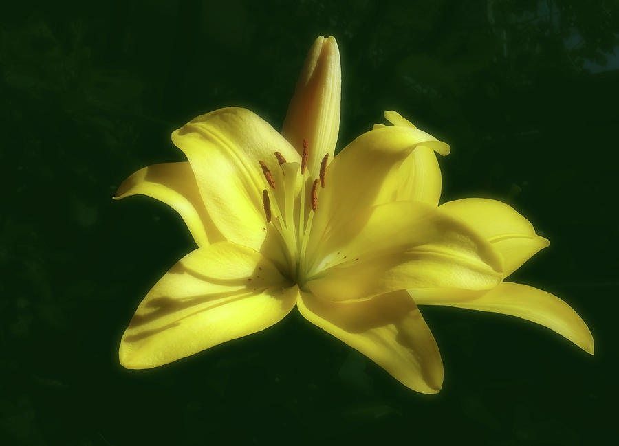 Gorgeous And Beautiful Yellow Lily  Photograph by Johanna Hurmerinta