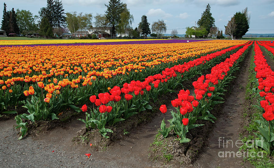 Gorgeous Colorful Tulip Fields by Valerie Garner Gorgeous Colorful Tulip Fields by Valerie Garner
