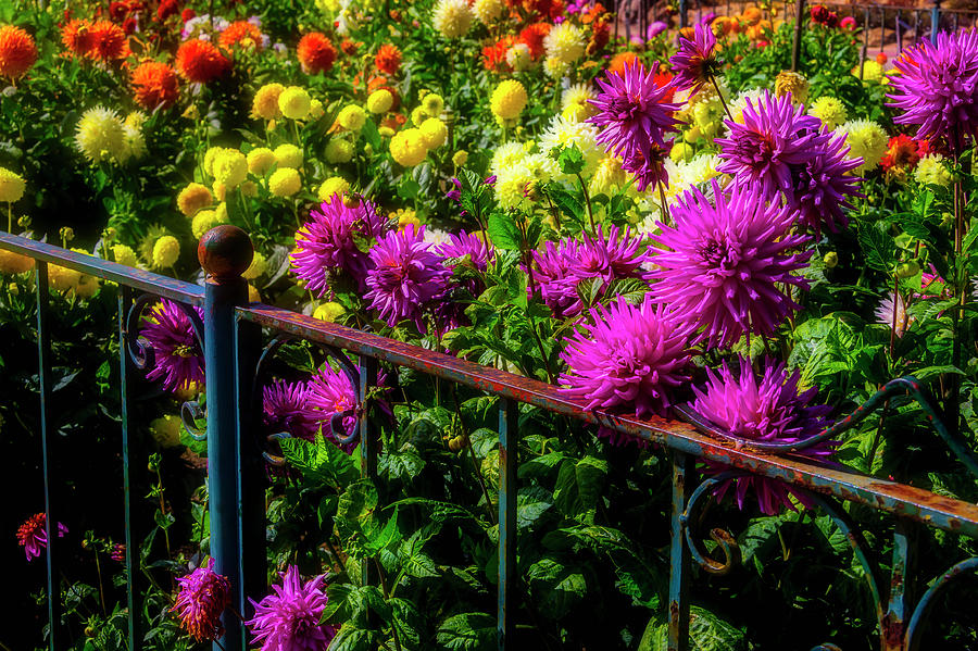 Gorgeous Dahlia Garden Photograph by Garry Gay