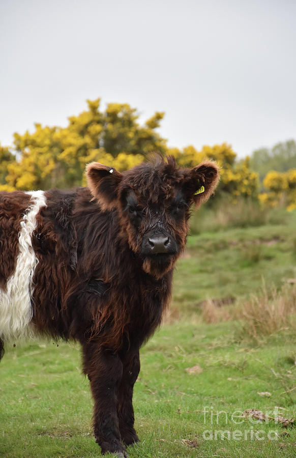 Gorgeous Damp Belted Galloway Calf on Moorland Photograph by DejaVu Designs