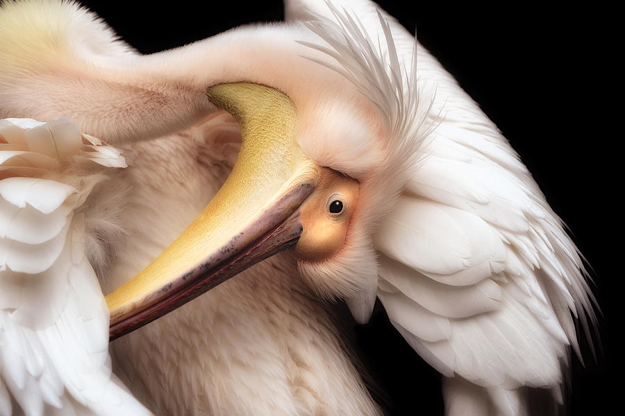 Pelican Photograph - Gorgeous by Eiji Itoyama