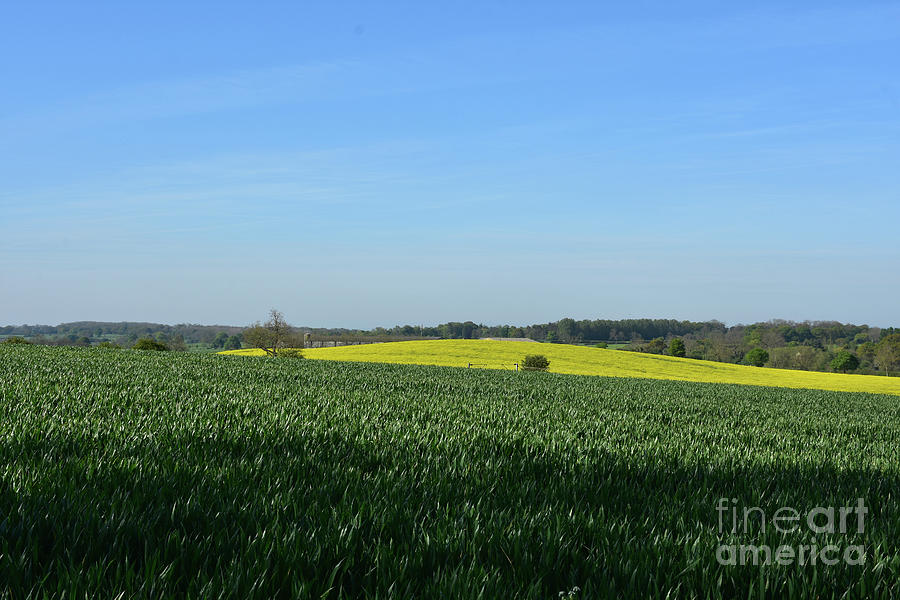 Gorgeous Farmland with a Field of Rape Seed and Crops Photograph by DejaVu Designs