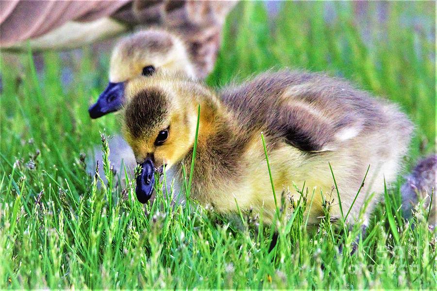 Gorgeous Goslings by Reay of Light Photograph by Rosalind Reay- Reay of ...