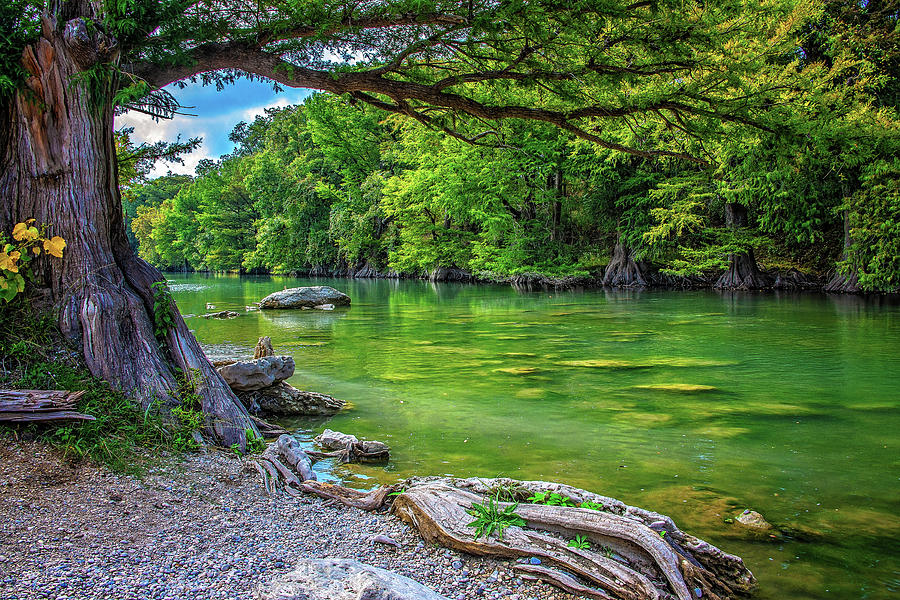 Gorgeous Greens on the Guadalupe by Lynn Bauer Gorgeous Greens on the Guadalupe by Lynn Bauer