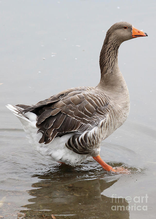 Gorgeous Greylag Goose Photograph by Carol Groenen